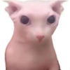 Avatar of bingus
