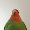 Avatar of Winterscharm