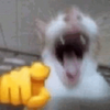 Avatar of lobofido
