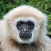 Avatar of GibbonTakes