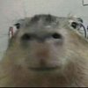 Avatar of Capybara