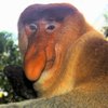 Avatar of redinhose