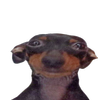 Avatar of ramellobruno