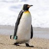 Avatar of PenguinGuy123