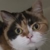Avatar of NotAFurrySV