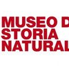 Avatar of Natural History Museum Florence - Giulia Dionisio