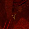 Avatar of weaselborgey007