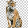 Avatar of windly