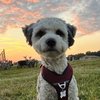 Avatar of SkallyMatt