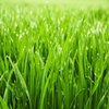 Avatar of grass