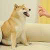 Avatar of Feisty Doge