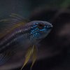 Avatar of wsihungc