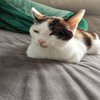 Avatar of CAT CAT CAT