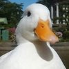 Avatar of McPato