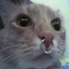 Avatar of kiyapie11