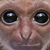 Avatar of SnappedDev
