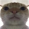 Avatar of fartsoundeffect