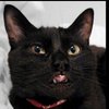 Avatar of gue.bra