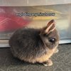Avatar of commonbleat