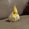 Avatar of bird_2333