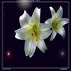 Avatar of Ly2838