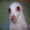 Avatar of ItsFrisky