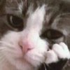 Avatar of Fittl3