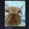 Avatar of straystars
