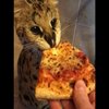 Avatar of HuskyPIZZA