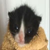 Avatar of Blehblehbbear