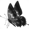 Avatar of Mstaxe