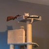 Avatar of ac1911