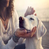 Avatar of topdogvitamins