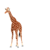 Avatar of theNonExistingGiraffe