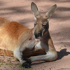 Avatar of Joel, The Kangaroo