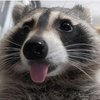 Avatar of ratonsf
