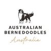 Avatar of bernedoodle perth