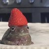 Avatar of onionbaby