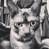 Avatar of georgiowan
