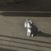 Avatar of exitshadow