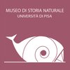 Avatar of Natural History Museum, University of Pisa