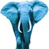 Avatar of Blu.Elephantt