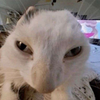 Avatar of sillybillyjilly