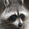 Avatar of Swamper