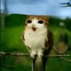 Avatar of Katamarikat
