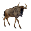 Avatar of kibetarapropta