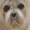 Avatar of Sealvr82