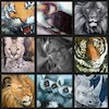 Avatar of mosartstudios