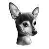 Avatar of davidmorok60