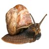 Avatar of Small_Snail_Studio